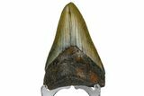 Juvenile Megalodon Tooth - North Carolina #172647-2